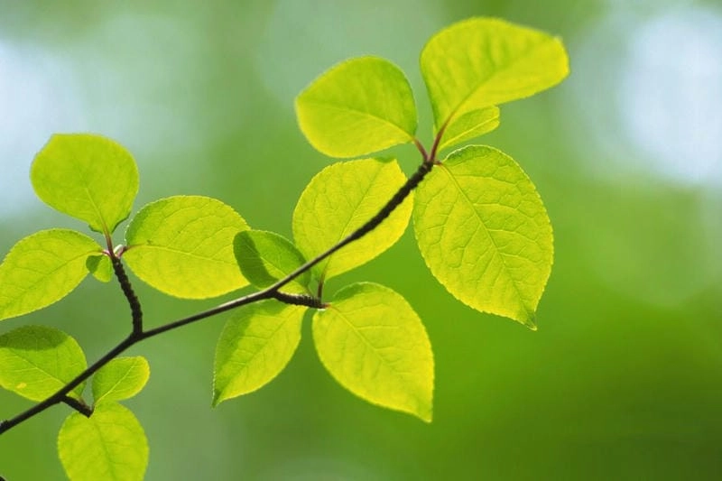 Cười sảng với hình nền lá cây huyền ảo