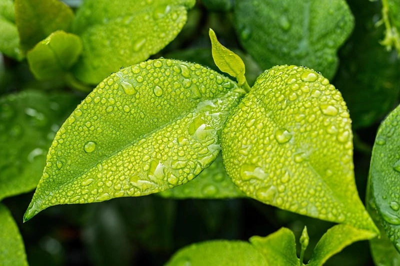 Chiêm ngưỡng vẻ đẹp hình nền lá cây thiên nhiên