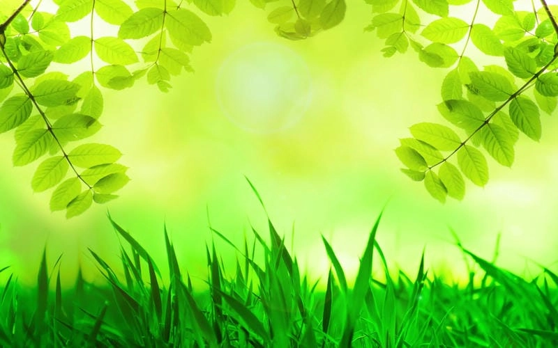 Thức dậy cùng hình nền lá cây đơn giản