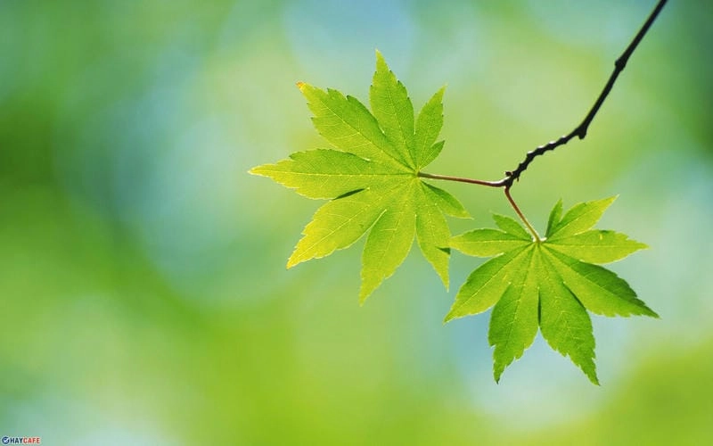 Sưu tầm những bức hình nền lá cây tinh tế
