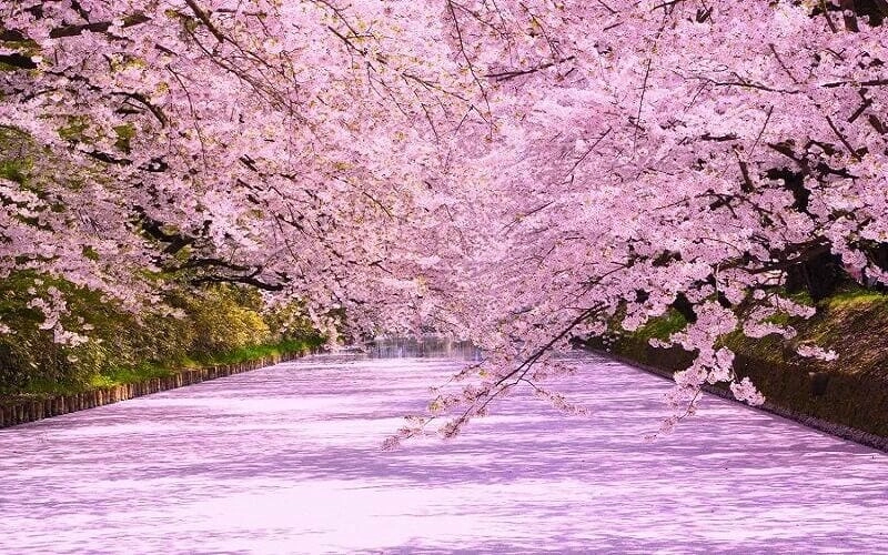 Gợi ý những bức hoa anh đào Nhật Bản thơ mộng