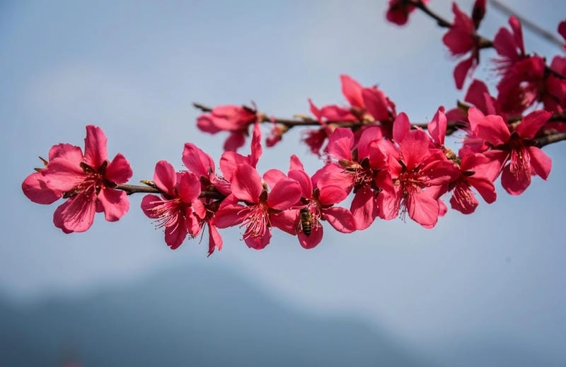 Lạc lối trong hoa đào hấp dẫn