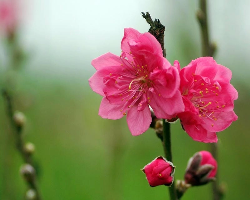 Tìm về hoa đào cuốn hút