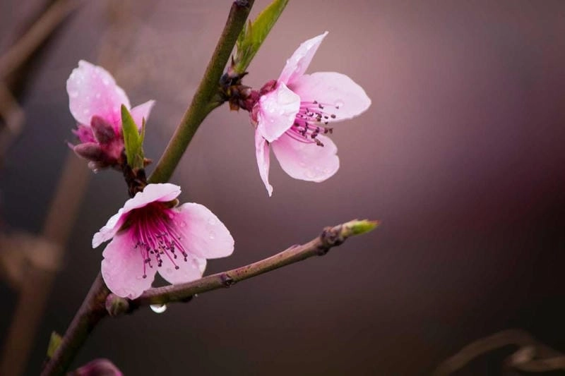 Săn những bức hoa đào Tết