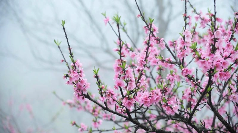 Cùng du ngoạn hoa đào đặc sắc