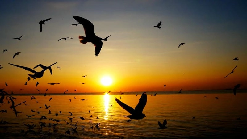 Đắm mình trong hoàng hôn trên biển thơ mộng