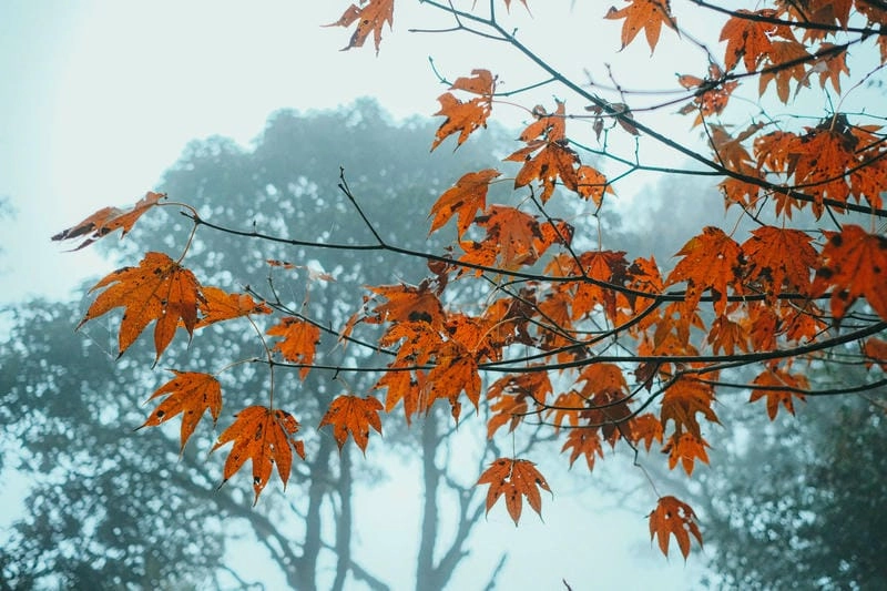 Cùng ngắm nhìn lá phong đỏ kỳ vĩ