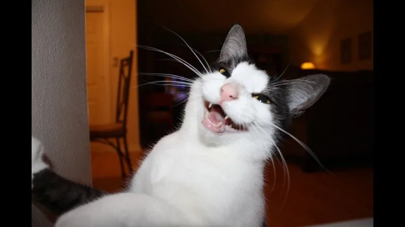 Cười xỉu với spanish laughing guy meme huyền thoại mạng xã hội