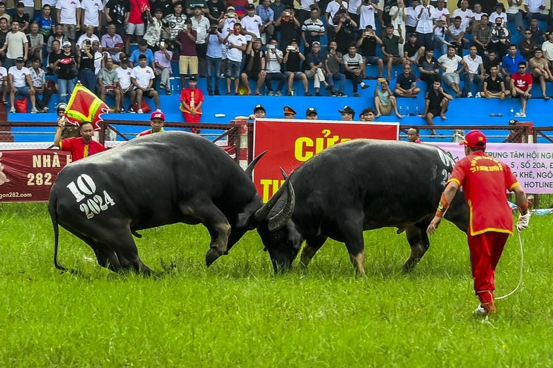 Thức dậy cùng lễ hội chọi trâu nổi tiếng