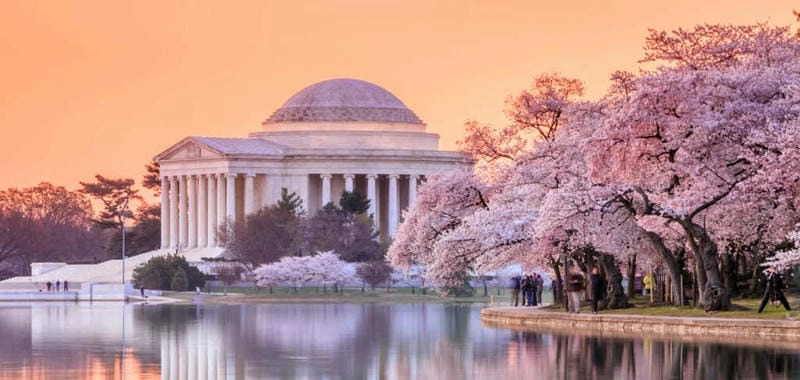 Cùng đắm mình trong lễ hội hoa anh đào Washington D.C. rực rỡ