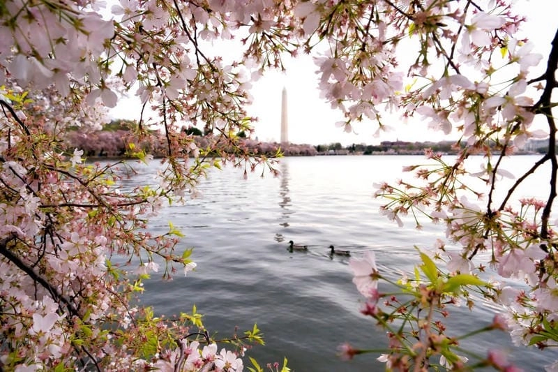 Tìm về lễ hội hoa anh đào Washington D.C. huyền ảo