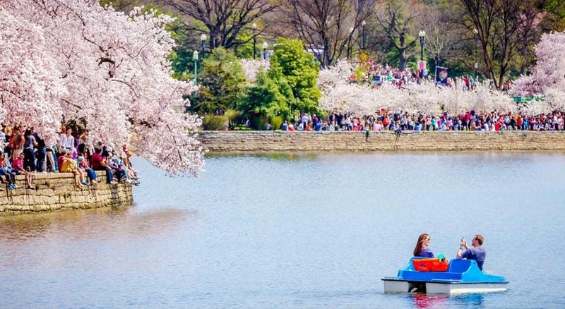 Cười sảng với lễ hội hoa anh đào Washington D.C. hấp dẫn