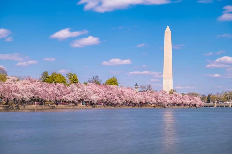 Tải ngay lễ hội hoa anh đào Washington D.C. truyền thống