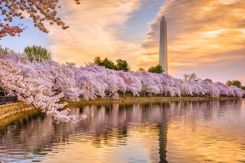 Khám phá các hoạt động chính của lễ hội Washington D.C.