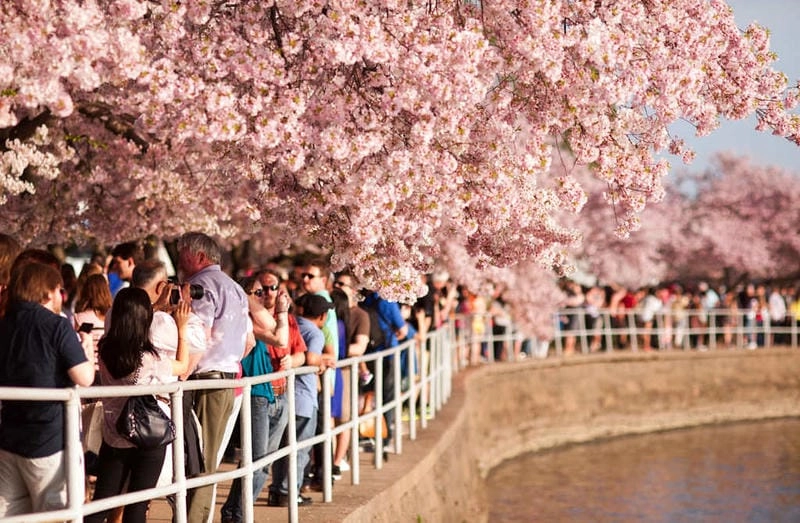 Săn những bức ảnh lễ hội hoa anh đào Washington D.C. sôi động