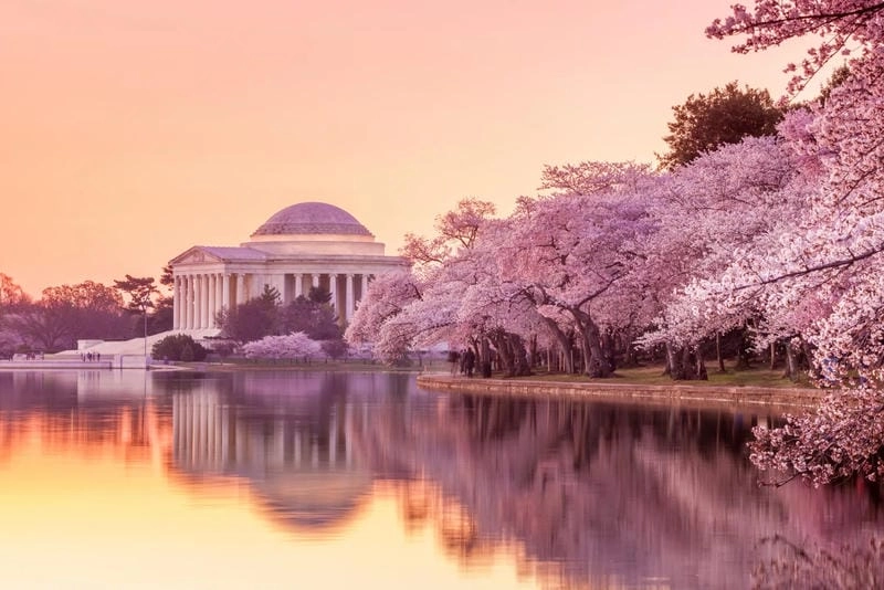 Lạc lối trong lễ hội hoa anh đào Washington D.C. náo nhiệt