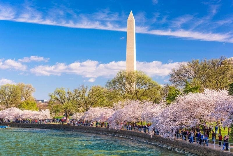 Thức dậy cùng lễ hội hoa anh đào Washington D.C. đặc sắc