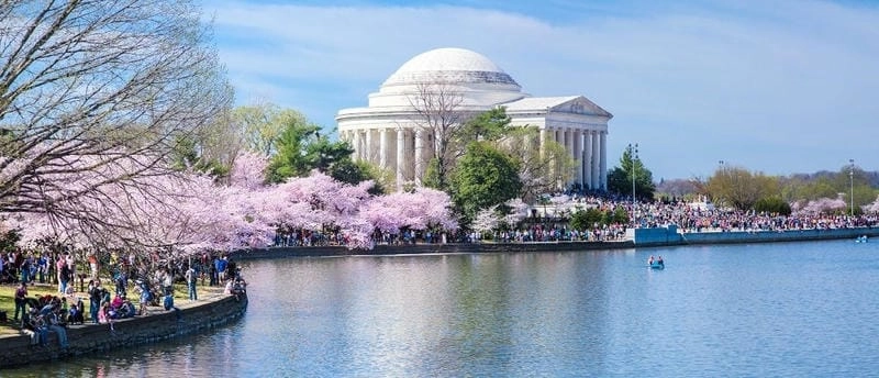 Gợi ý những bức lễ hội hoa anh đào Washington D.C. ấn tượng