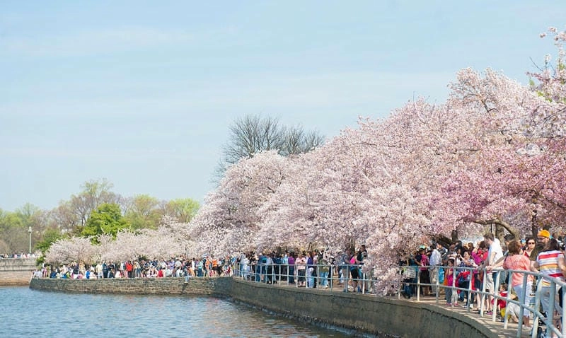 Ngắm nhìn vẻ đẹp lễ hội hoa anh đào Washington D.C. cuốn hút