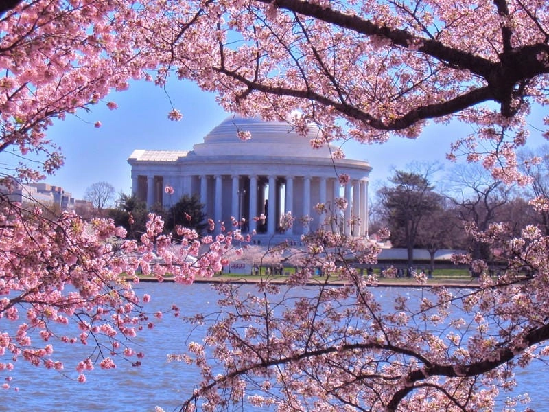 Sưu tầm những bức lễ hội hoa anh đào Washington D.C. nổi bật