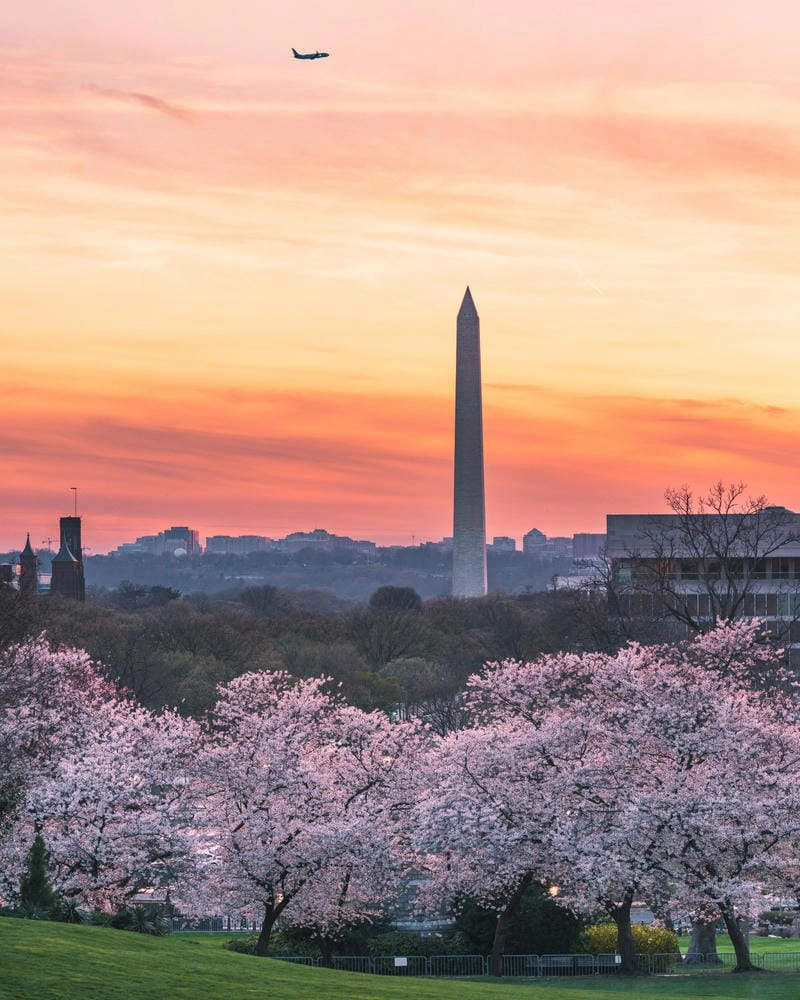 Cùng du ngoạn lễ hội hoa anh đào Washington D.C. hoành tráng