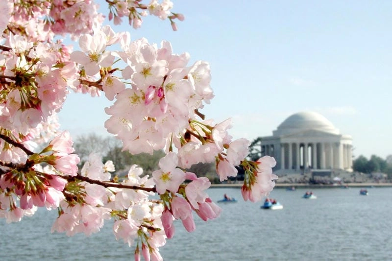 Lạc lối trong lễ hội hoa anh đào Washington D.C. lung linh