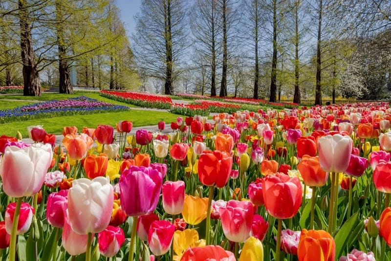 Thức dậy cùng lễ hội hoa Tulip đặc sắc