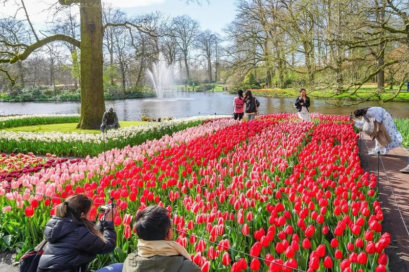 Gợi ý những bức lễ hội hoa Tulip ấn tượng