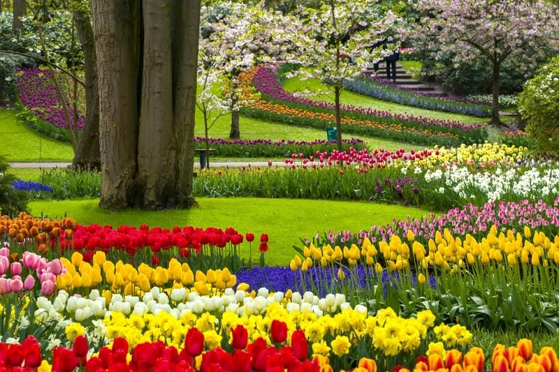 Ngắm nhìn vẻ đẹp lễ hội hoa Tulip cuốn hút