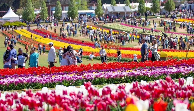 Sưu tầm những bức lễ hội hoa Tulip nổi bật