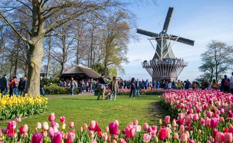 Lạc lối trong lễ hội hoa Tulip huyền ảo