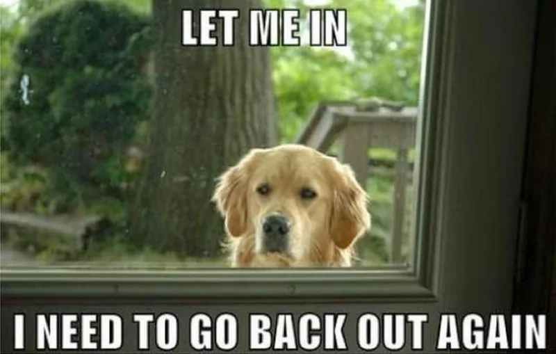 Chế ảnh siêu bá đạo với let me in let me out meme