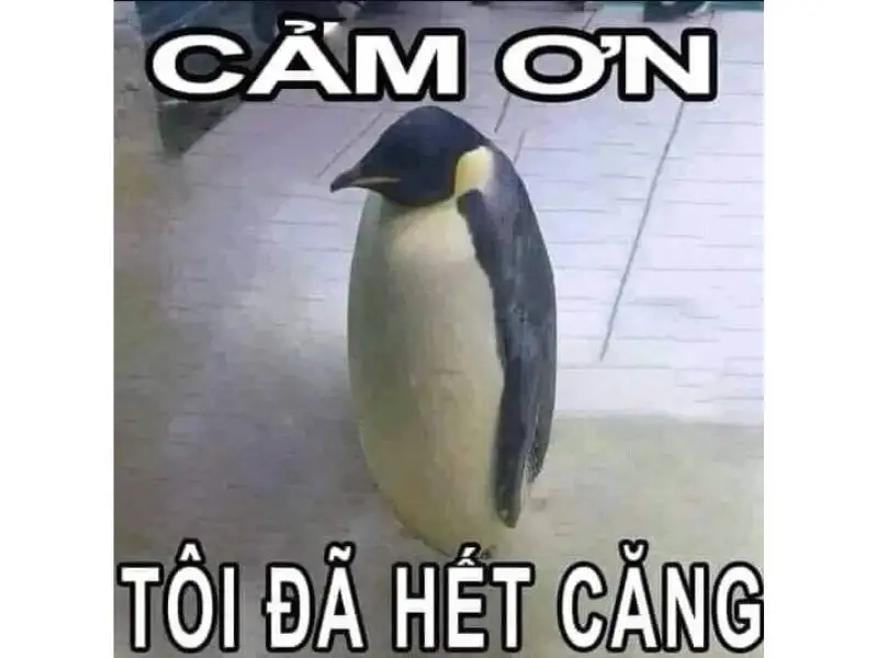 Cười thả ga với meme cảm ơn hài hước cực chất trên mạng xã hội