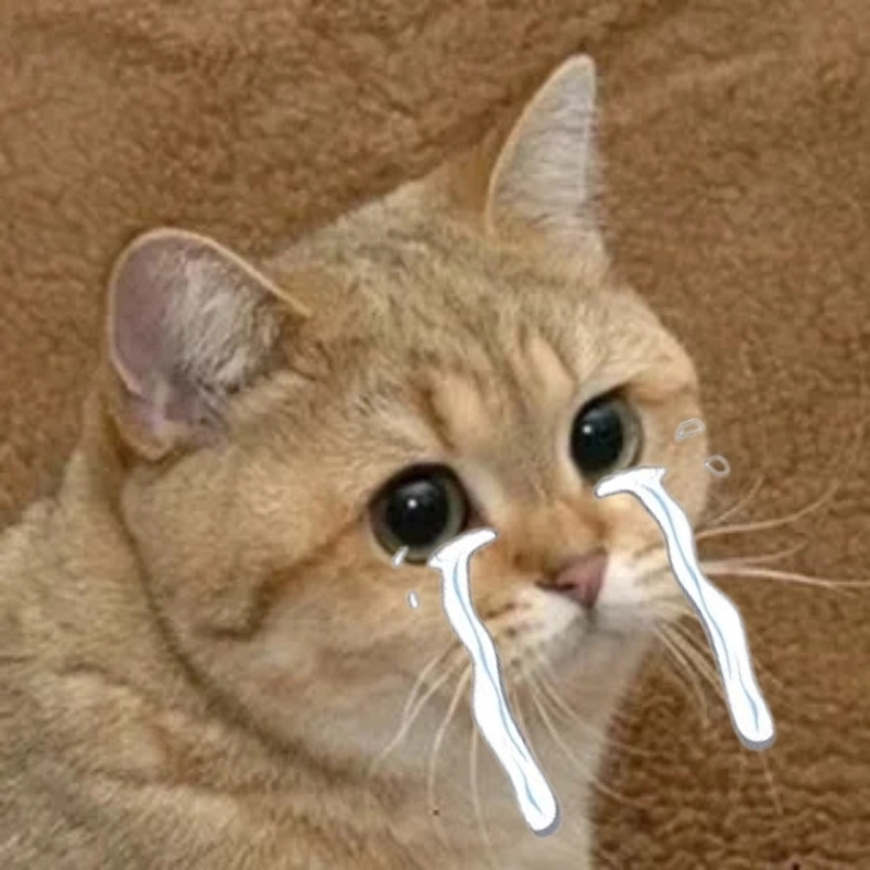 Bộ sưu tập cat crying meme hài hước khó đỡ