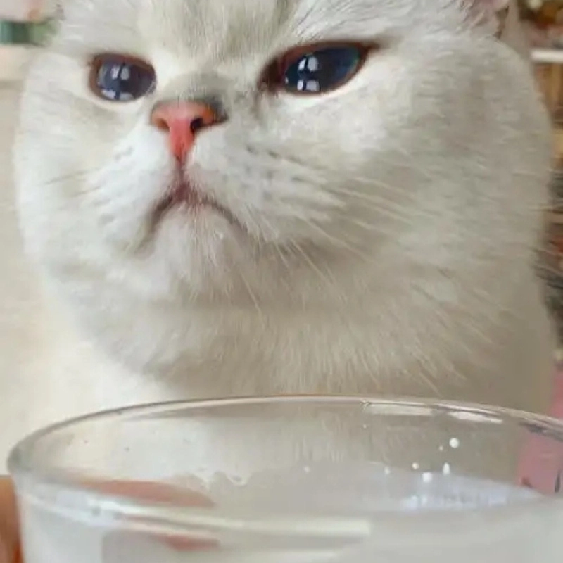Top trend meme crying cat khiến dân mạng phát sốt
