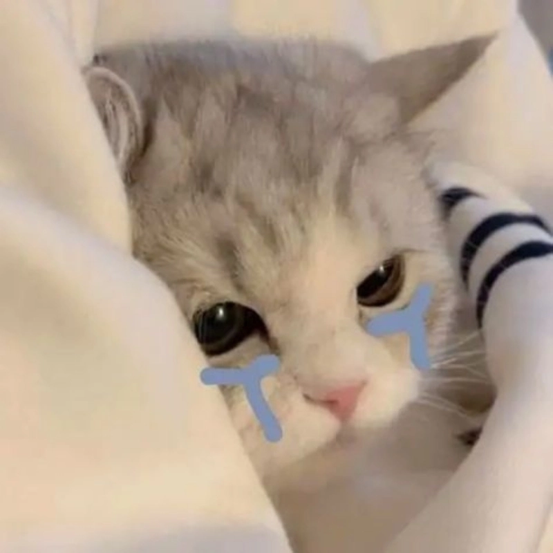 Bật mood vui vẻ với cry cat meme đang viral