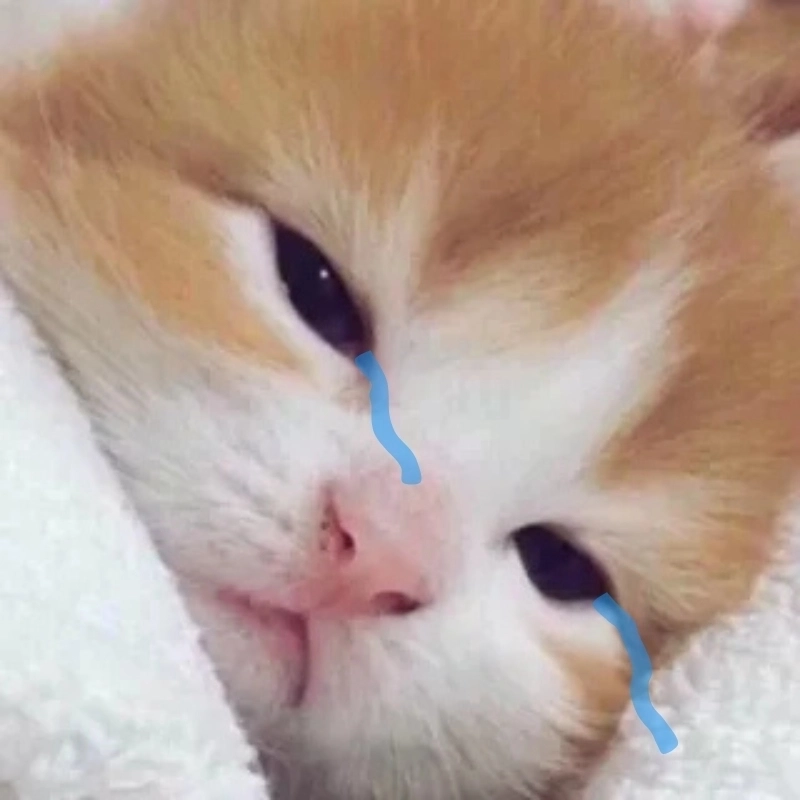 Giới trẻ phát cuồng vì cat crying meme trên TikTok