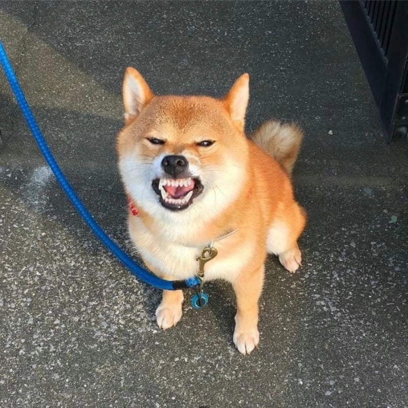 Cười thả ga với meme chó hài siêu bá đạo