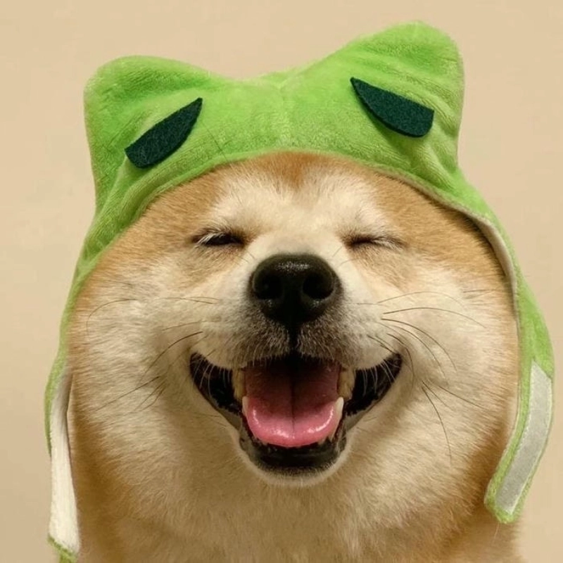 Chỉ có thể là meme chó cute làm tan chảy trái tim bạn