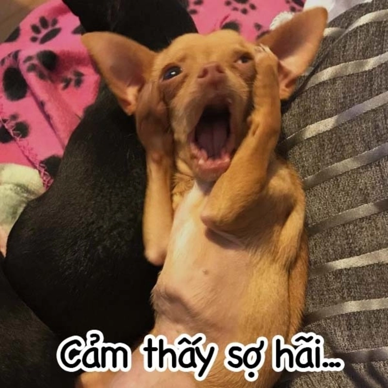 Khoảnh khắc đáng yêu với meme chó đáng yêu mỗi ngày