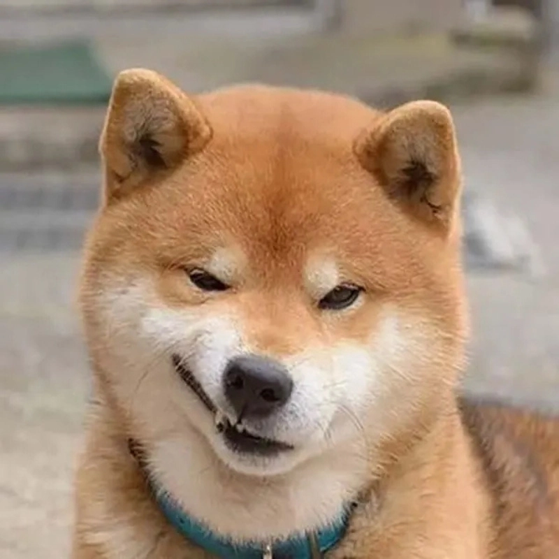 Fan Shiba không thể bỏ qua meme chó shiba siêu dễ thương