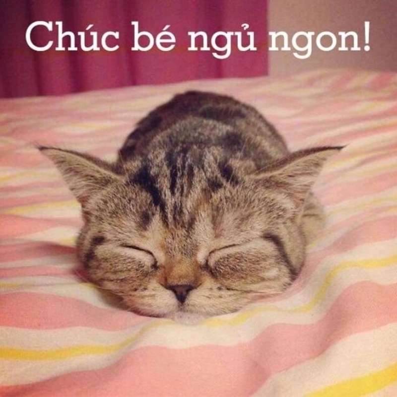 Meme chúc ngủ ngon là gì?