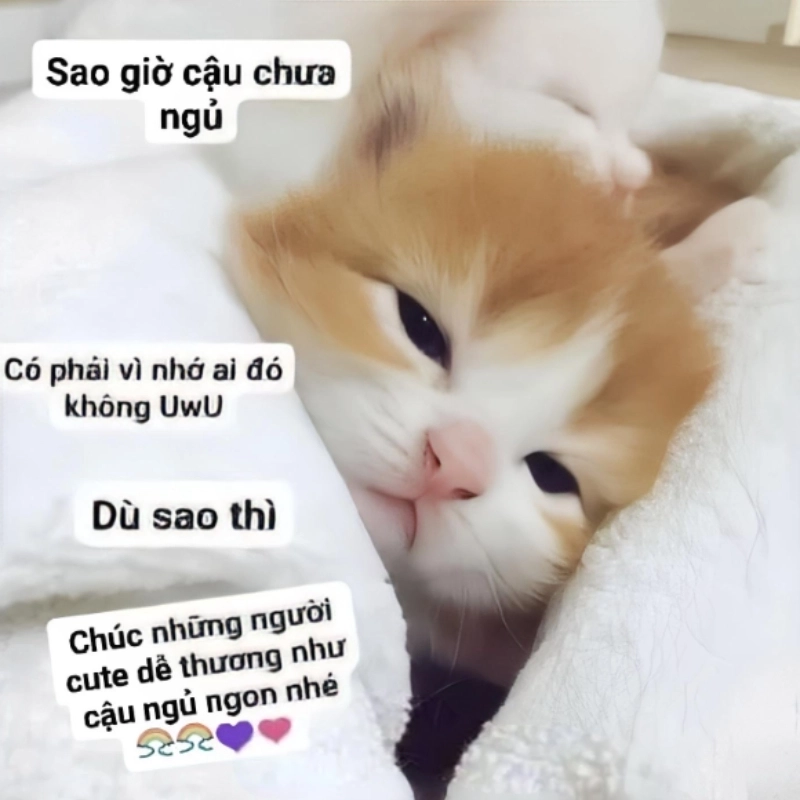 Chia sẻ meme chúc ngủ ngon đáng yêu để lan tỏa niềm vui