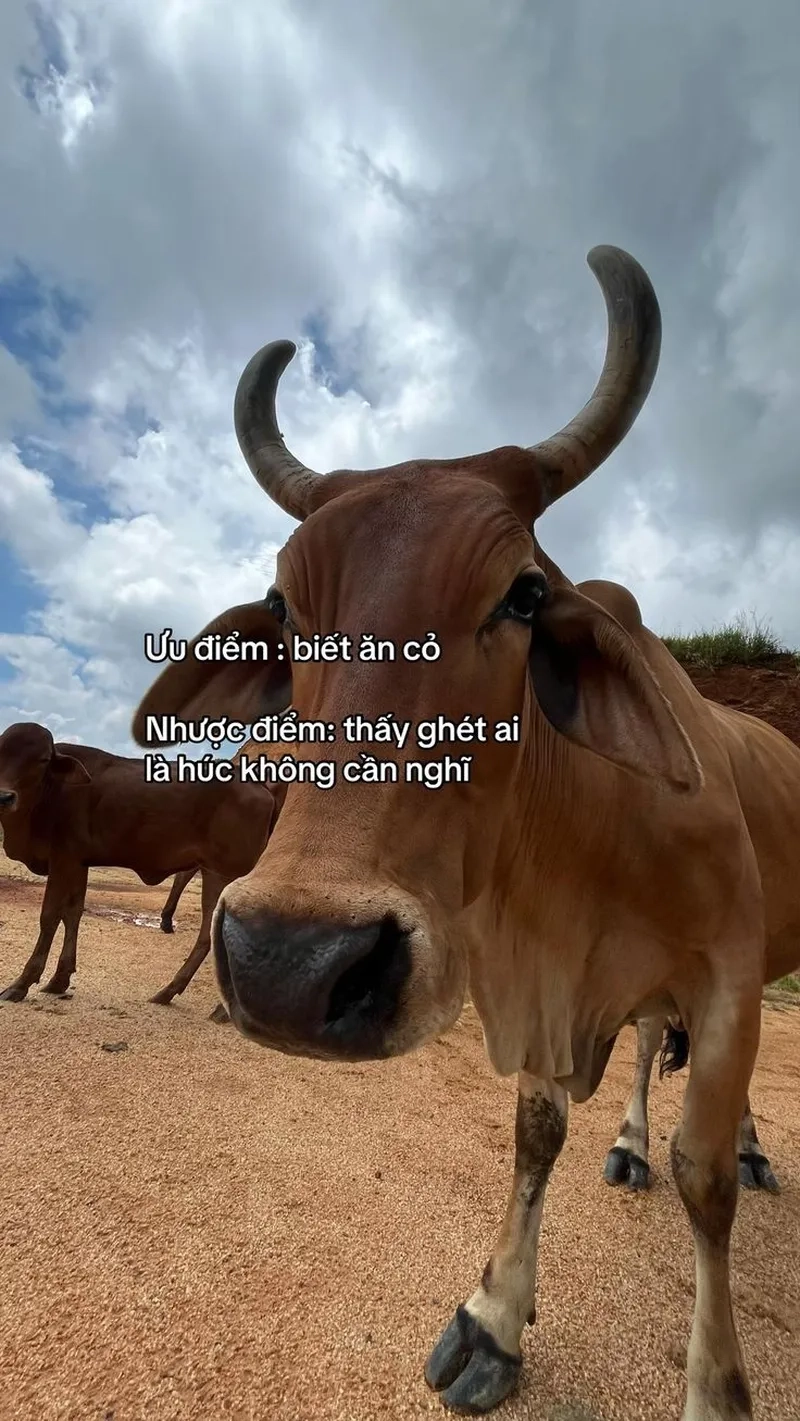 Sưu tầm ngay bộ bò meme hài hước hot trend nhất hiện nay