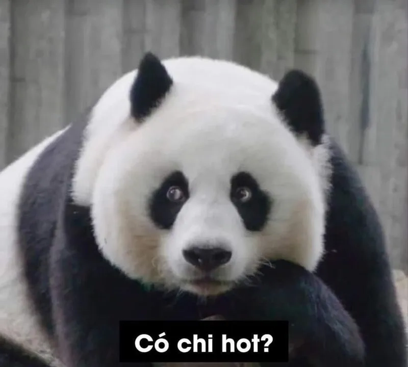 Bật mood vui nhộn với hài hước icon ảnh meme cute hot trend