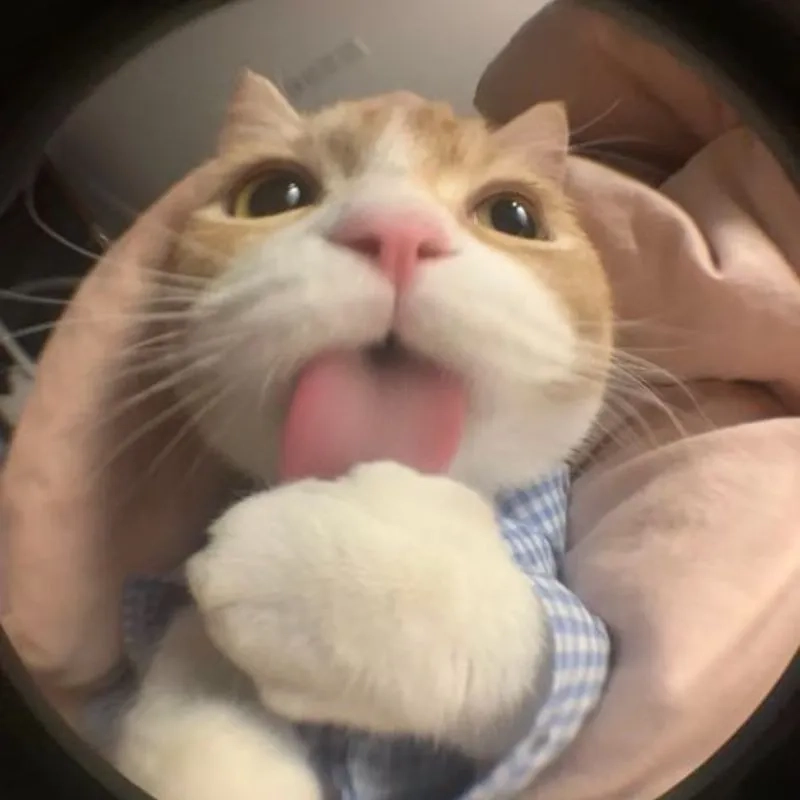 Thêm gia vị vui vẻ với cute meme trong từng cuộc trò chuyện