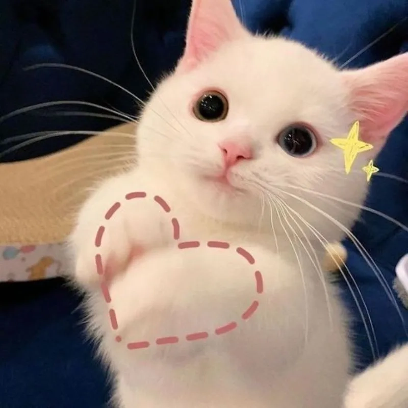 Share ngay bộ hình meme cute dễ thương cho hội bạn thân