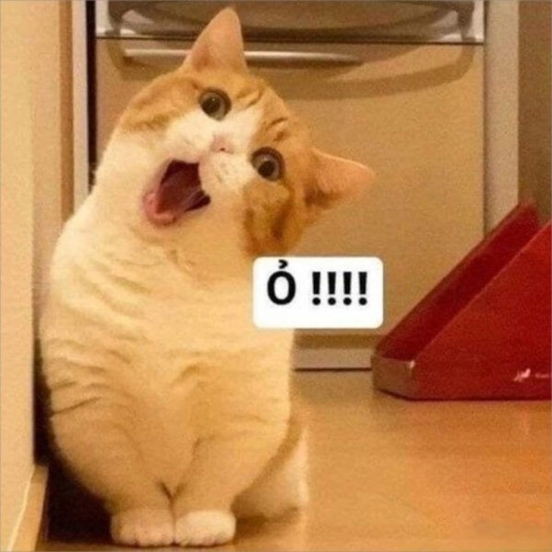 Bộ sưu tập meme mèo há mồm siêu hài hước