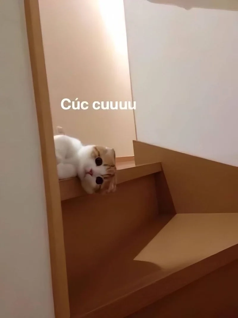Thư giãn cuối ngày bằng ảnh chế meme hài hước vui nhộn