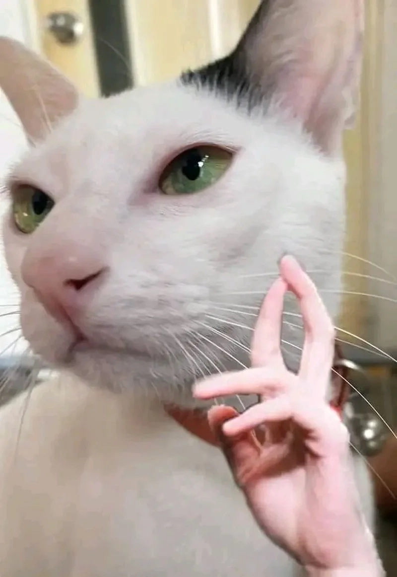 Bộ ảnh ảnh mèo meme hài hước khiến bạn thả tim không ngừng